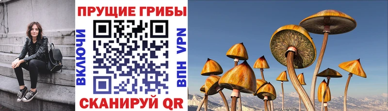 блэк спрут ССЫЛКА  Тайшет  Псилоцибиновые грибы GOLDEN TEACHER 